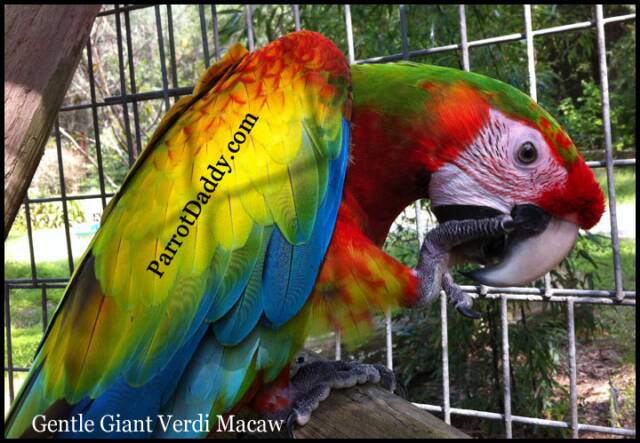 Macaw Growth Chart