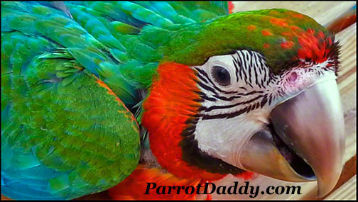 Parrots | Hybrid Macaws | Parrot Daddy